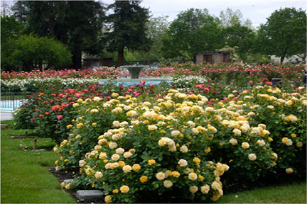 The San Jose Heritage Rose Garden